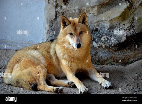 Portrait Of Wolf Relaxing Against Wall Stock Photo Alamy