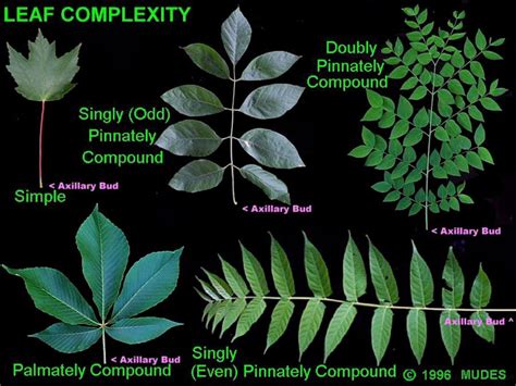 Palmately Compound Leaf Identification