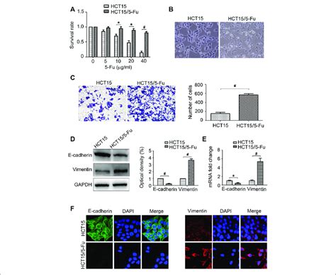 5 Fu Resistant Crc Cells Acquire Emt Phenotype A Hct15 And