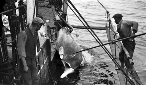 Whale Hunt New Bedford Whaling National Historical Park U S National Park Service