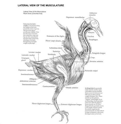 Bird muscles pictures Flashcards | Quizlet