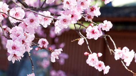 Are Cherry Blossoms Native To Japan Clearance | dakora.com.co