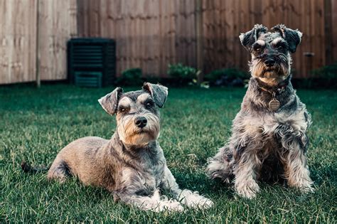 Razas De Perros Peque