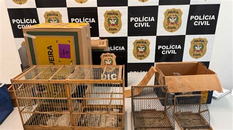 Opera O Policial Resgata Aves Silvestres E R Pteis De Grupo Suspeito