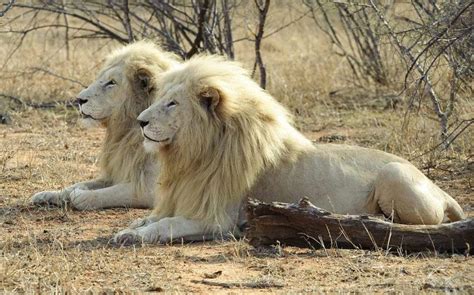 8 Rarest Types Of Lions Found In The World Rarest Org