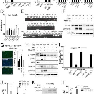 Dkk Blocks Tgf And Ctgf Mediated Migration Of Pericytes In Vitro