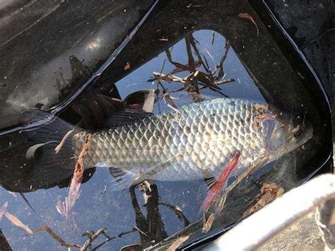 秋季野钓，一定要钓深水吗？这几种情况板鲫都在浅水区 知乎