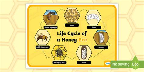 Life Cycle Of A Bee Display Poster Teacher Made Twinkl