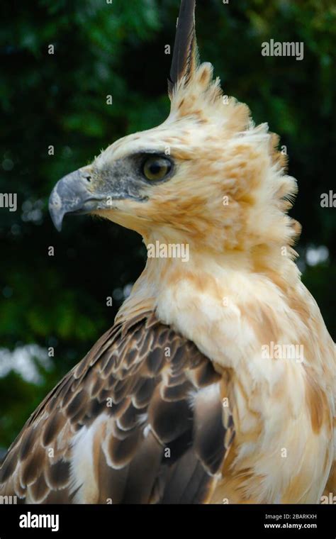 Portrait of Golden Falcon Stock Photo - Alamy