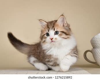 Munchkin Cute Kitten Stock Photo 1276215892 | Shutterstock