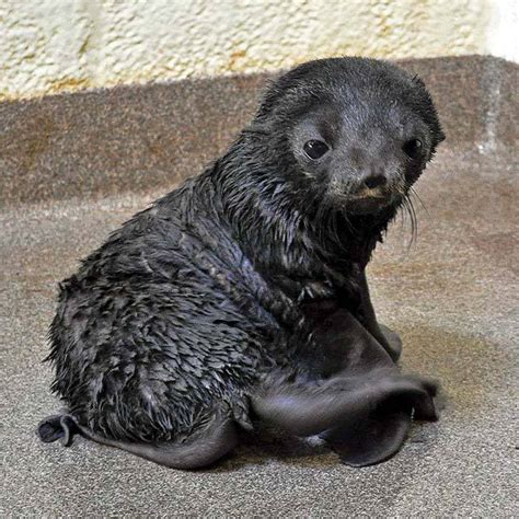 Rare Fur Seal Pup Born at New England Aquarium