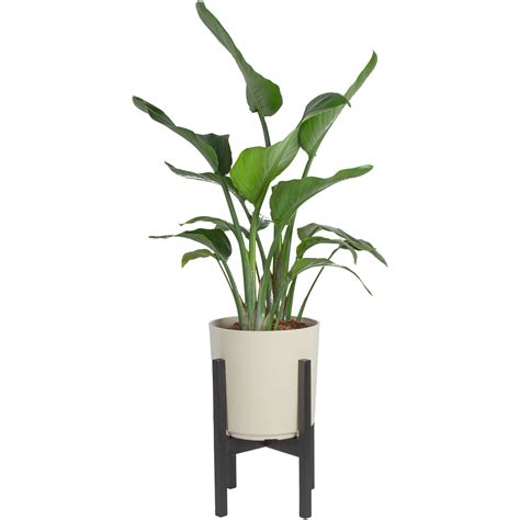 Costa Farms Indoor White Bird of Paradise House Plant in 10-inch Décor Pot with Stand & Reviews ...