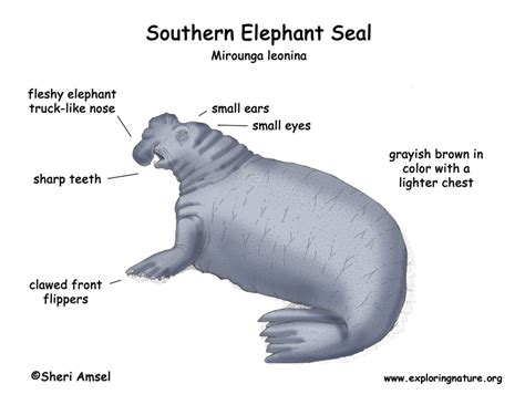 Elephant Seal Habitat Map