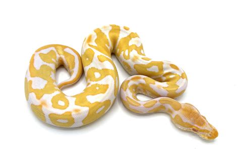 Albino Leopard | Royal Constrictor Designs