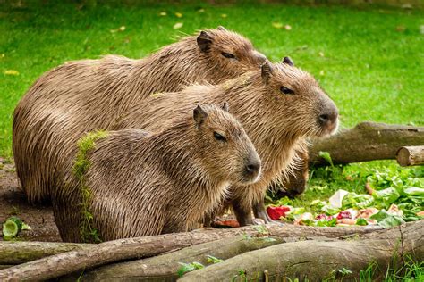 100 Capybara Wallpapers