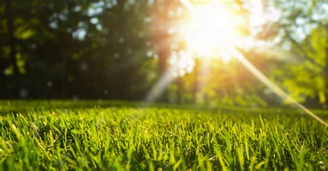 Tips For Protecting Your Lawn For The Hot Dry Summer Weather Ahead
