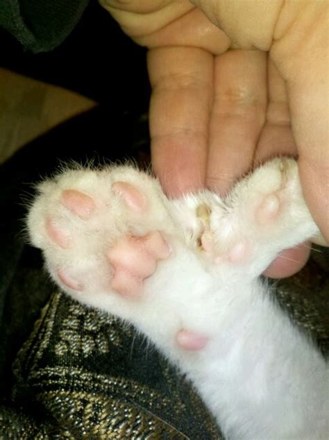 Sir Gizmo "polydactyl" cat paw | Polydactyl cat, Cat paws, Paw