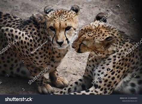 Southeast African Cheetah Captivity Stock Photo 2218890993 | Shutterstock