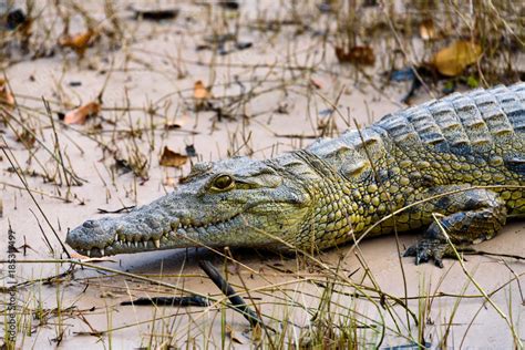 Ganges River Crocodiles