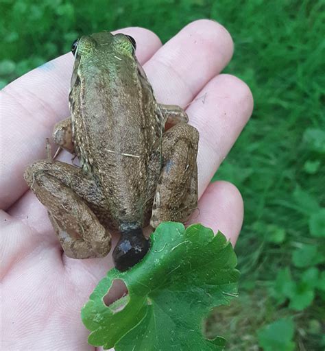 Frog Poop What Does It Look Like