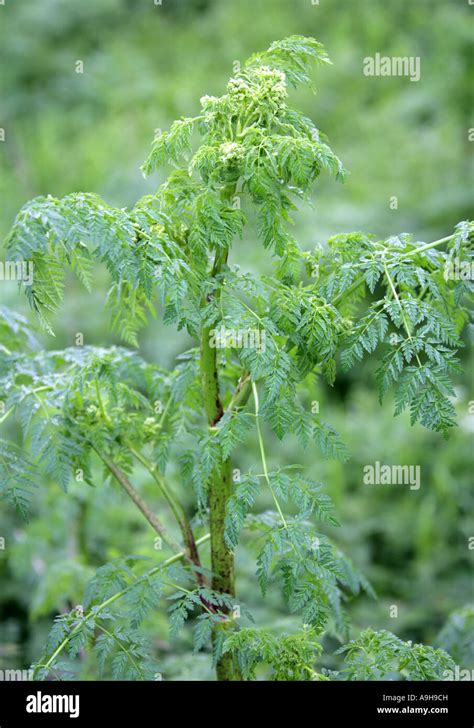 Poison Hemlock Conium Maculatum Apiaceae Stock Photo Alamy