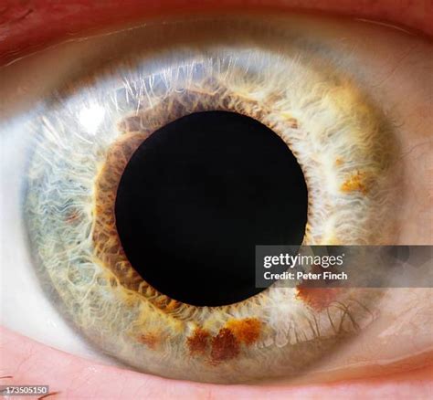 Sclera Photos And Premium High Res Pictures Getty Images