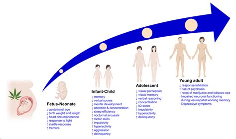 Main Clinical Findings Of The Effects Of Prenatal Cannabis Exposure