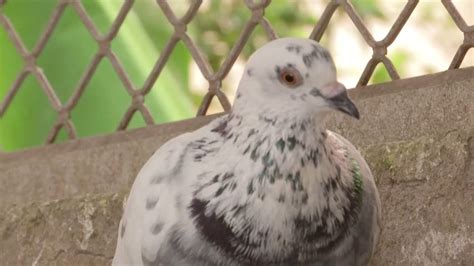 Why The Carrier Pigeon Industry Is Thriving In India YouTube