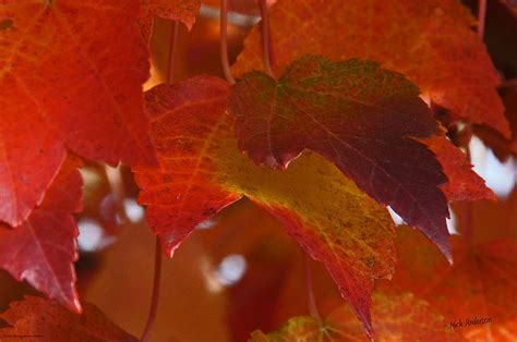 Red Maple In Autumn Photograph By Mick Anderson Fine Art America