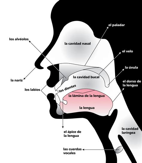 Cómo producimos los fonemas La lingüística hispánica Una introducción