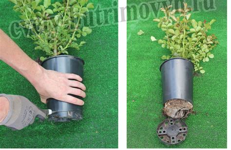 Правильная посадка роз в открытый грунт