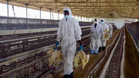 Warning To Tamil Nadu Bird Flu Is Accelerating In Kerala