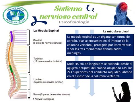 Presentacion Sistema Nervioso Central Ppt