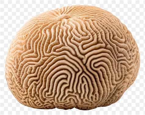 Png Grooved Brain Coral Brain Free Png Rawpixel