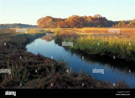 A tidal creek in a New Hampshire salt marsh Tidal marsh Oak trees Massacre Marsh Fall Rye NH ...