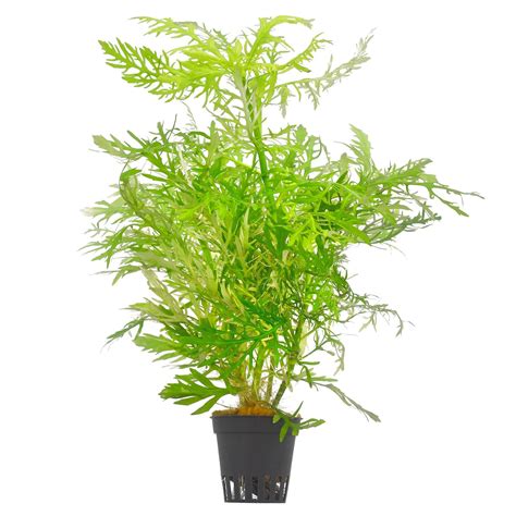 Hygrophila difformis | Aquasabi - Aquascaping Shop