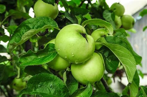 Ma S Verdes De Amadurecimento Crescem Em Um Galho De Macieira