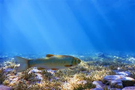 Premium Photo | Roach fish in natural habitat Freshwater fish underwater