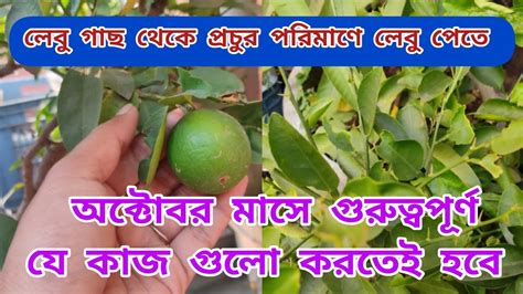 লেবু গাছে অক্টোবর মাসে গুরুত্বপূর্ণ কাজ না করলে লেবু গাছ কেনা বৃথা