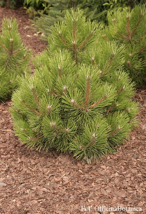 Pinus Nigra Hornibrookiana Sosna Czarna