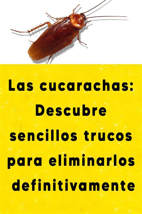 Las Cucarachas Descubre Sencillos Trucos Para Eliminarlos