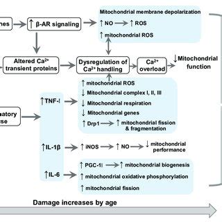 Schematic Of Potential Molecular Mechanisms Underlying Burn Induced