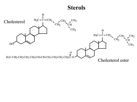 Ppt Lipids Powerpoint Presentation Free Download Id4608481