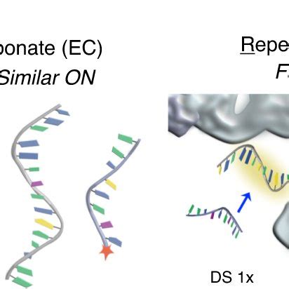 Schematics Of DNA PAINT ERS First Panel Illustrates The Standard