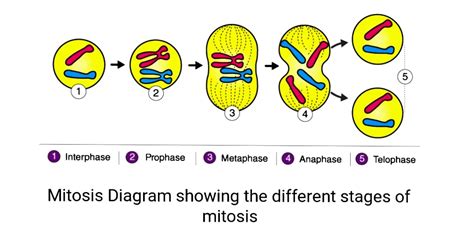 Solved Explain The Stages Of Mitosis With A Diagram Course Hero