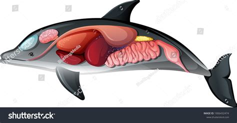 internal anatomy dolphin isolated  white