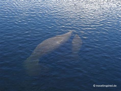 Seekühe in Florida beobachten: Top Manatee Spots | Travelinspired