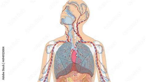 Animation Atmungssystem Atmungsorgane Und Blutkreislauf Herz