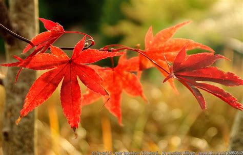 Acer japonicum (Fullmoon Maple, Peacock maple) | North Carolina ...