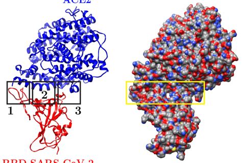 Schematic Representation Of The A Main Proteins Involved Rbd Ace2